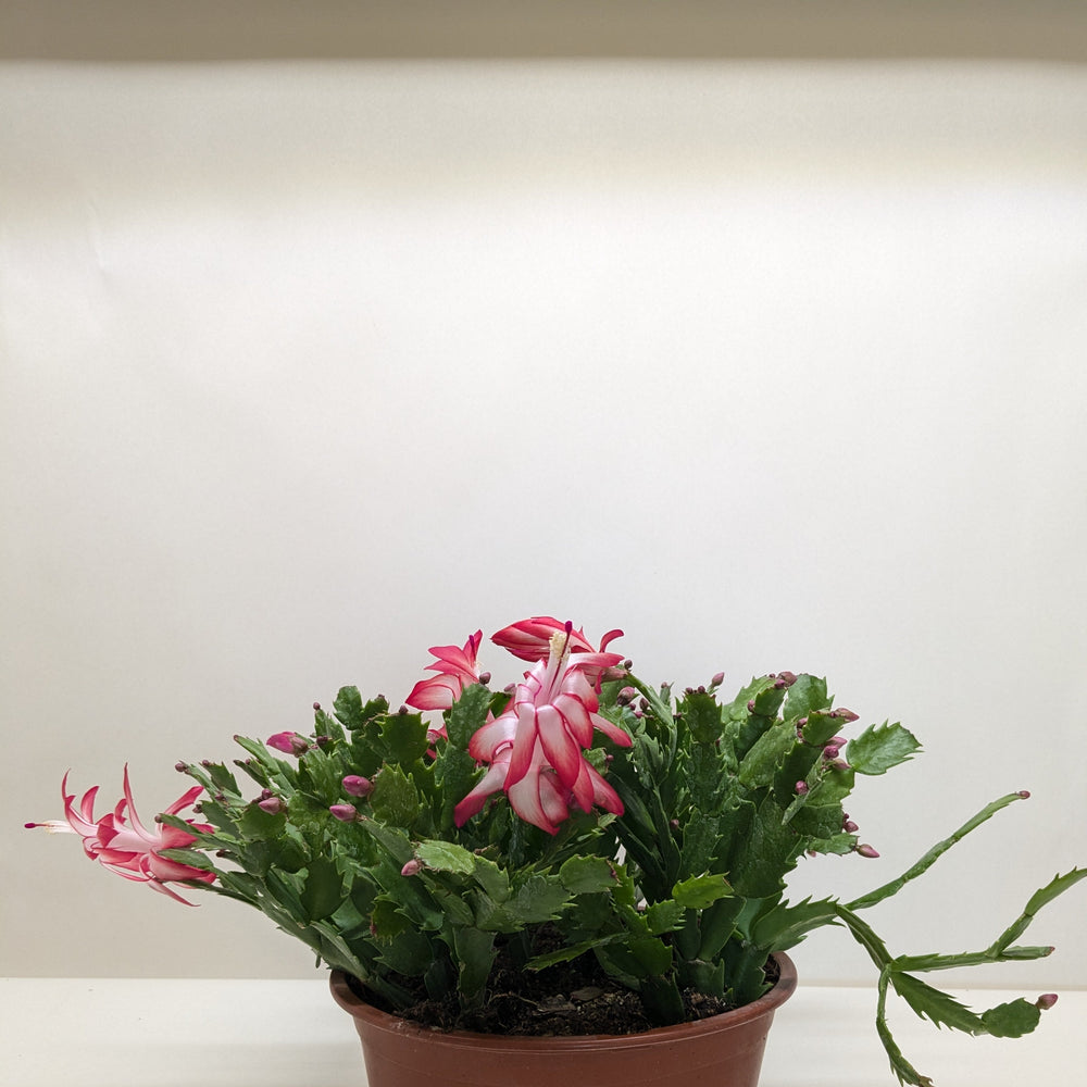 Christmas Cactus | Easy Care Holiday Plant | House Plant Shop