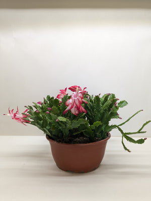 Christmas Cactus | Easy Care Holiday Plant | House Plant Shop