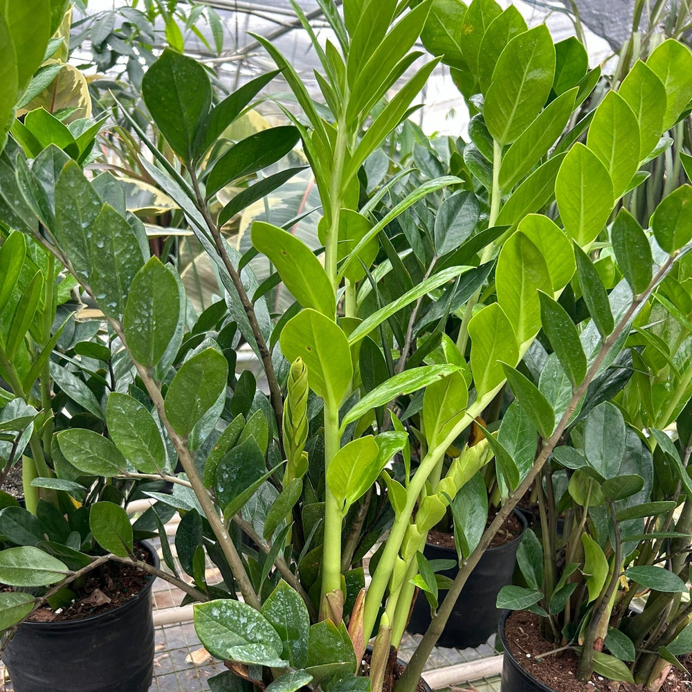 Zamioculcas Zamiifolia ZZ