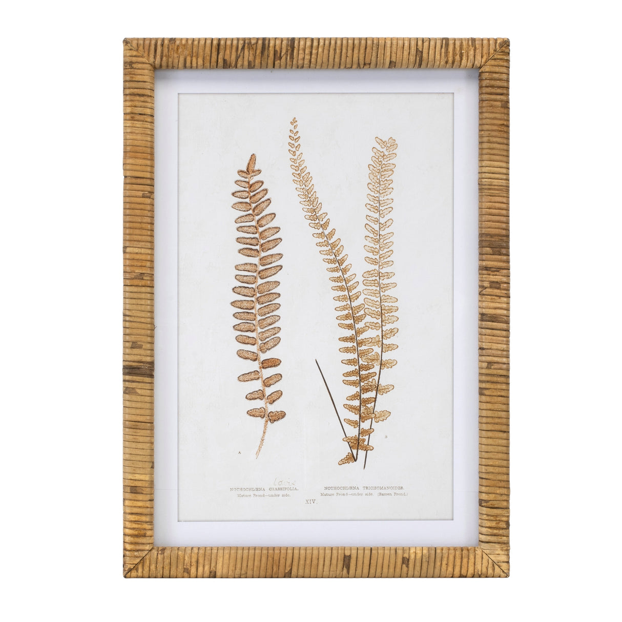Wood framed fern print (set of 4)