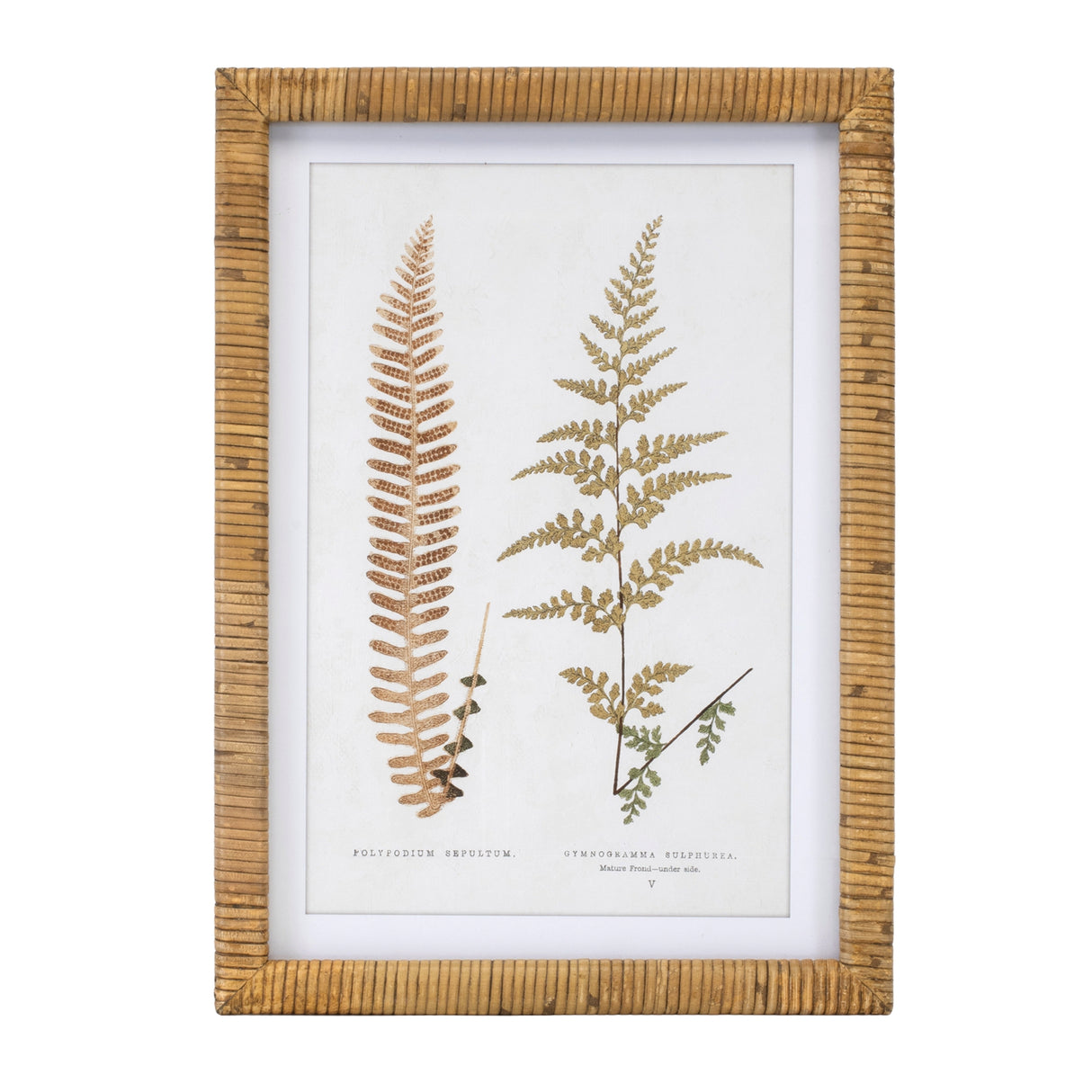Wood framed fern print (set of 4)