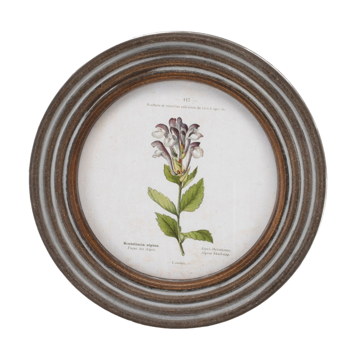 Round Framed Floral Print (Set of 6)