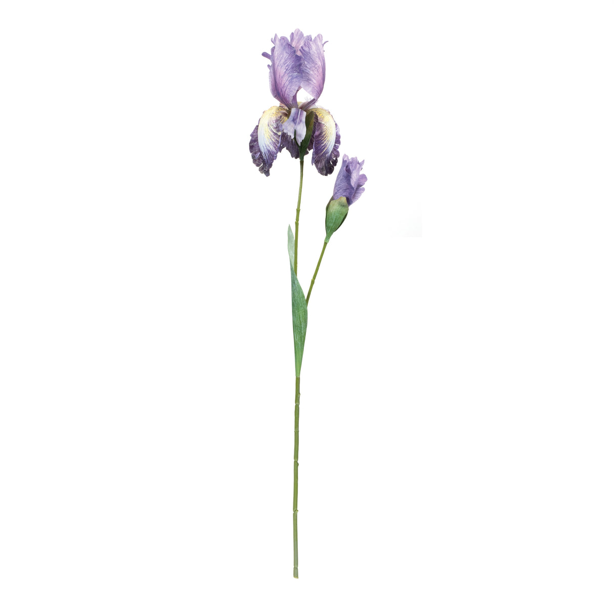 Iris floral stem (set of 6)