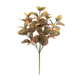 Variegated foliage plant (set of 6)