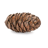 Pine cone decor (set of 12)