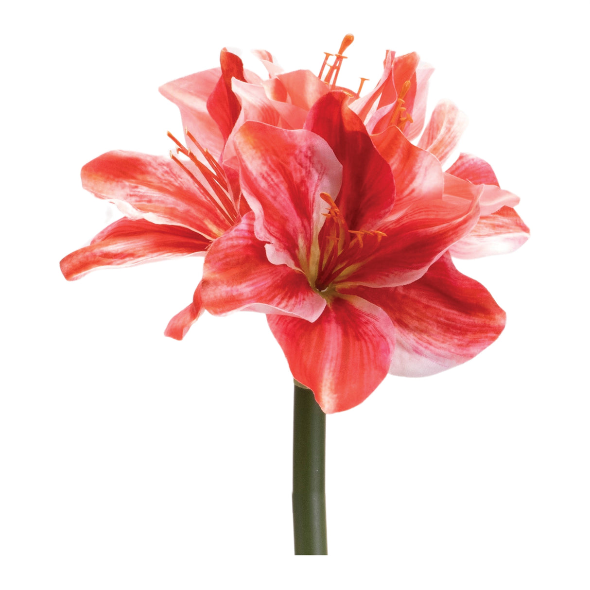 Amaryllis flower stem (set of 6)