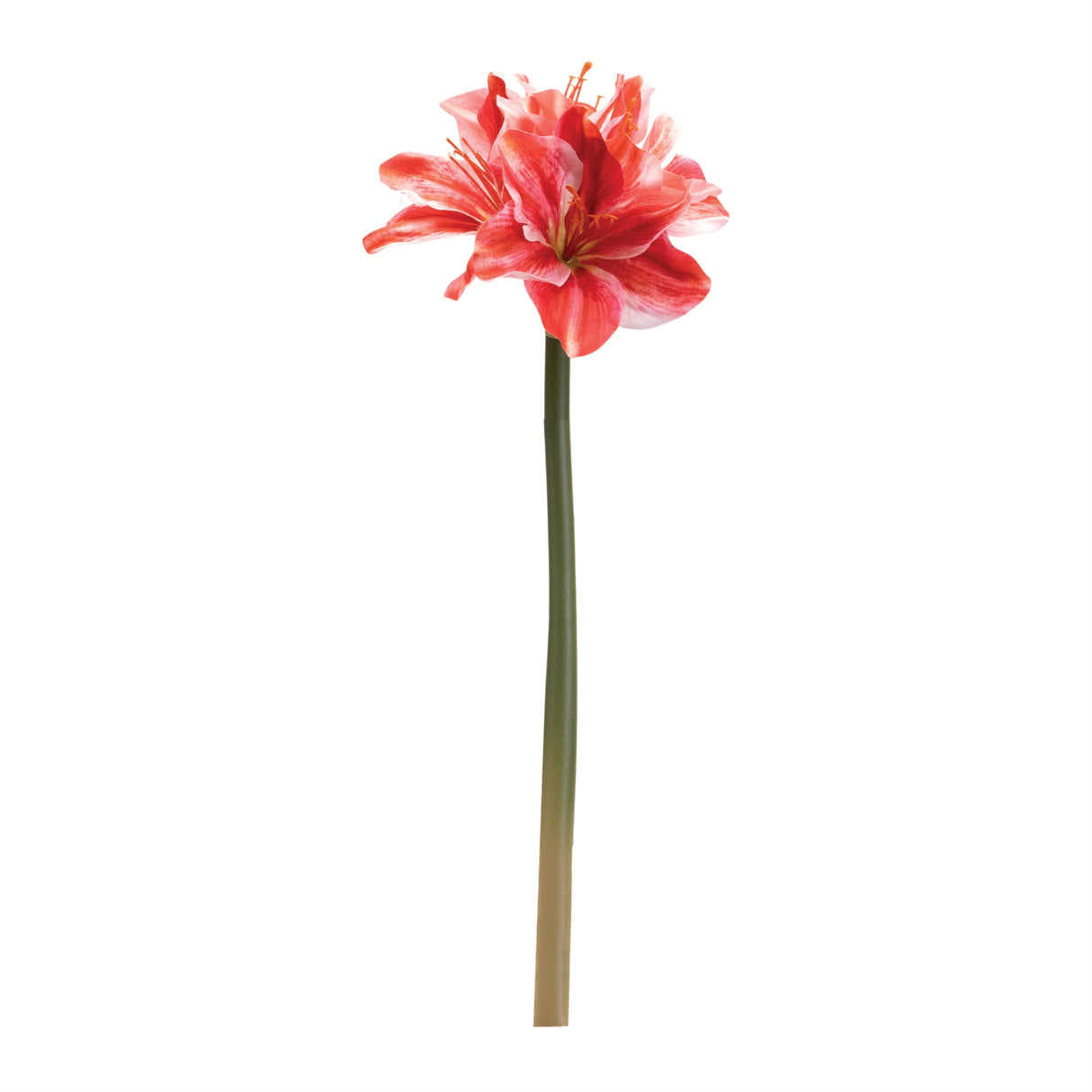 Amaryllis flower stem (set of 6)