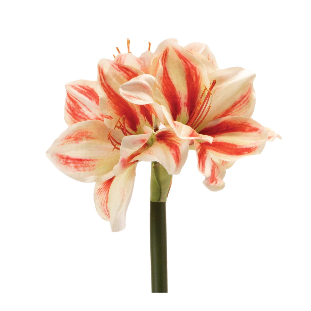 Amaryllis flower stem (set of 6)