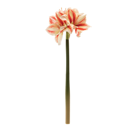 Amaryllis flower stem (set of 6)