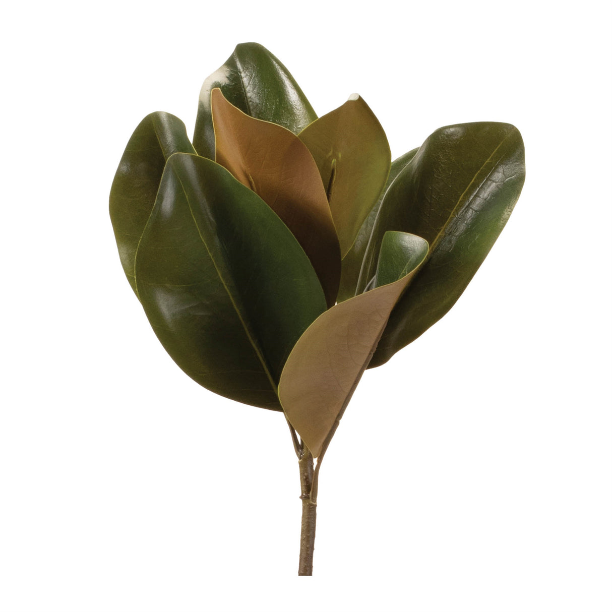 Magnolia leaf spray (set of 6)