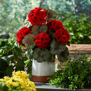 Geranium Floral Bush (Set of 2)