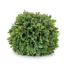 Boxwood foliage orb (set of 2)