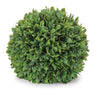 Boxwood foliage orb (set of 2)