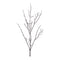 Birch twig branch (set of 6)