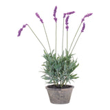 Potted-lavender-plant-(set-of-4)-Artificial-Flowering-Plants