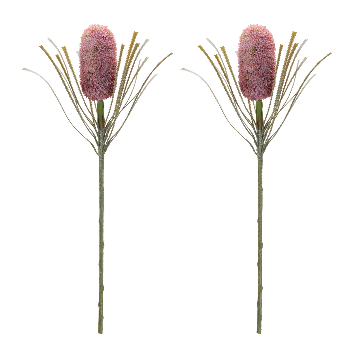 Protea floral stem (set of 2)