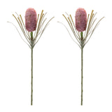 Protea floral stem (set of 2)