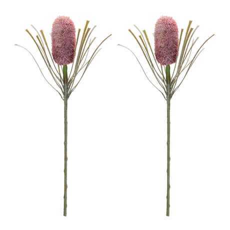 Protea floral stem (set of 2)
