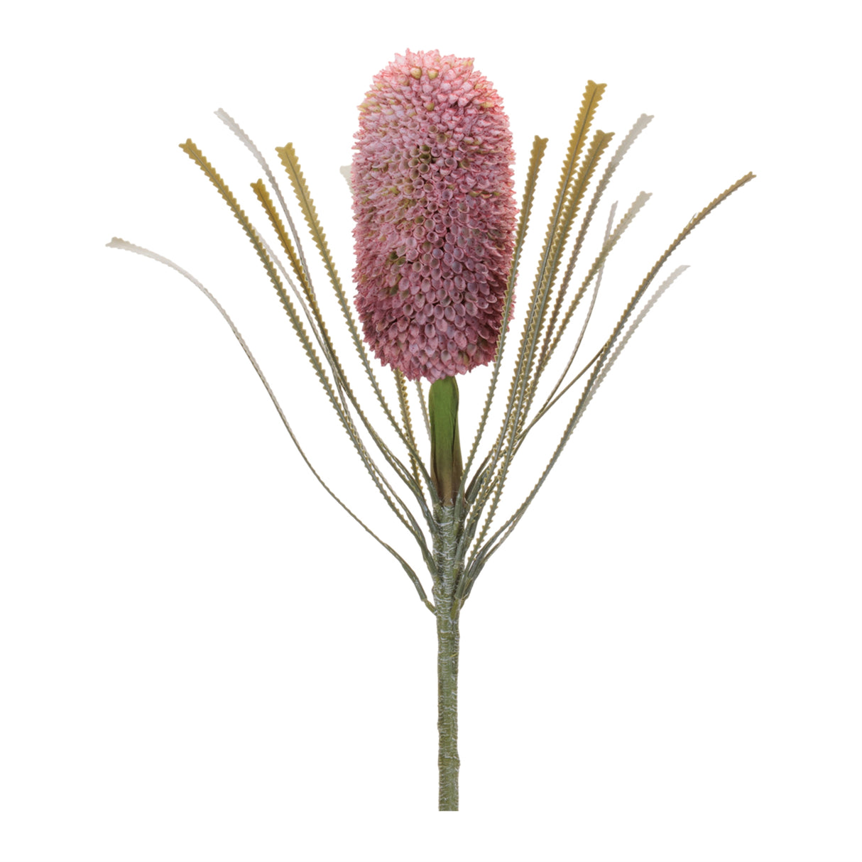 Protea floral stem (set of 2)