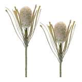 Protea floral stem (set of 2)