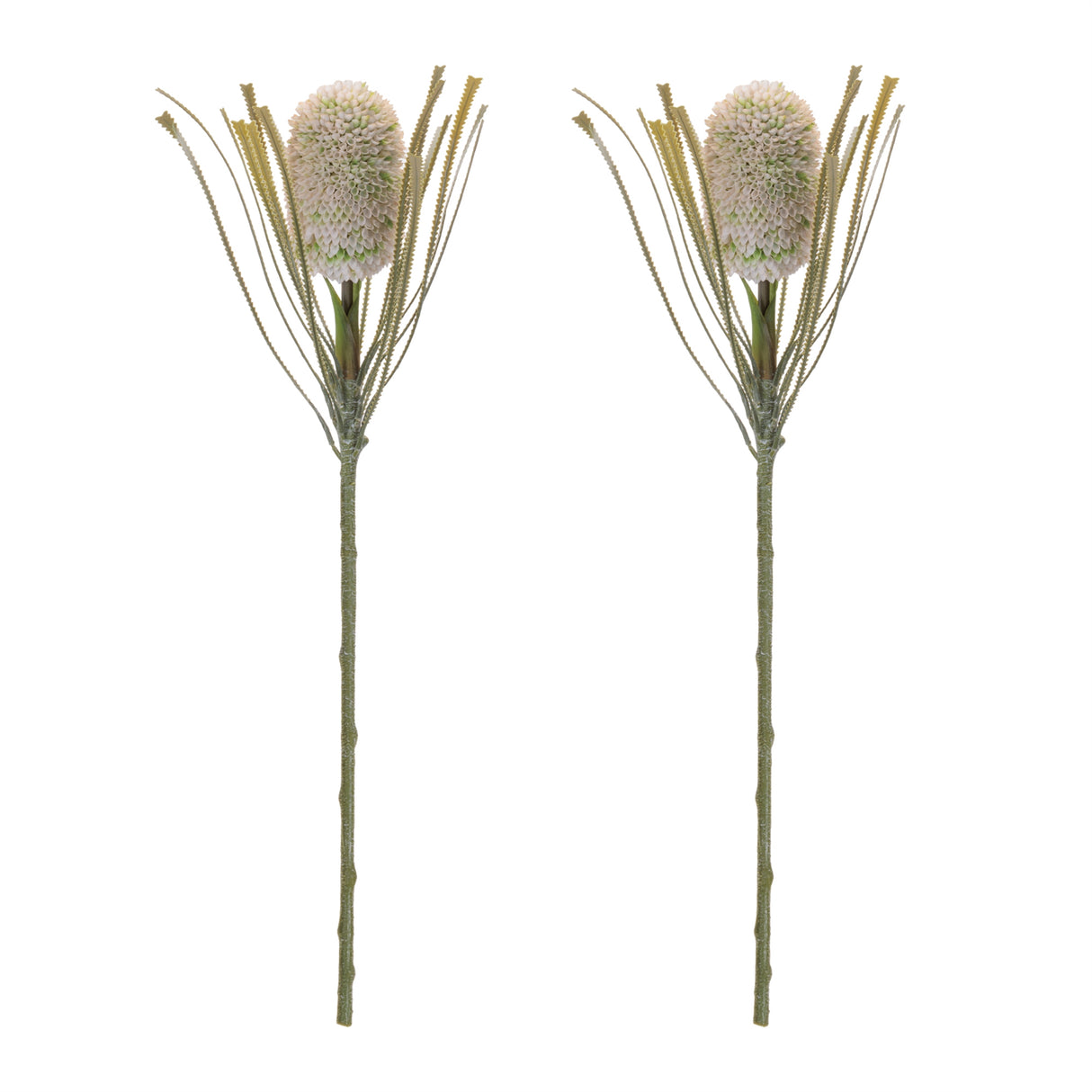 Protea floral stem (set of 2)