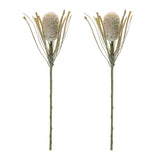 Protea floral stem (set of 2)