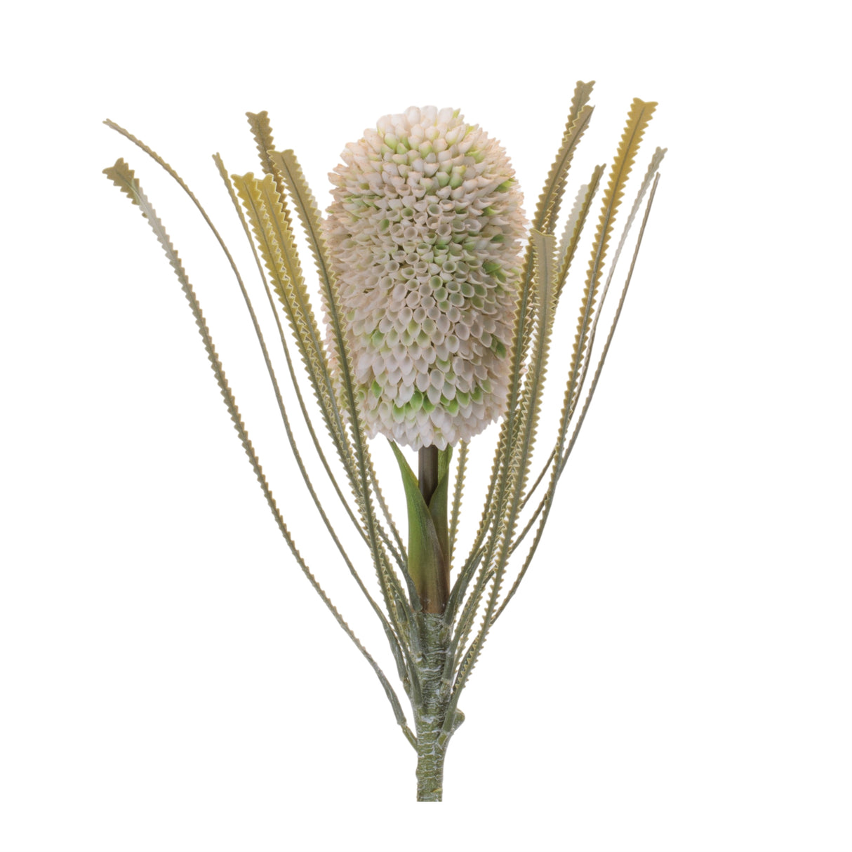 Protea floral stem (set of 2)