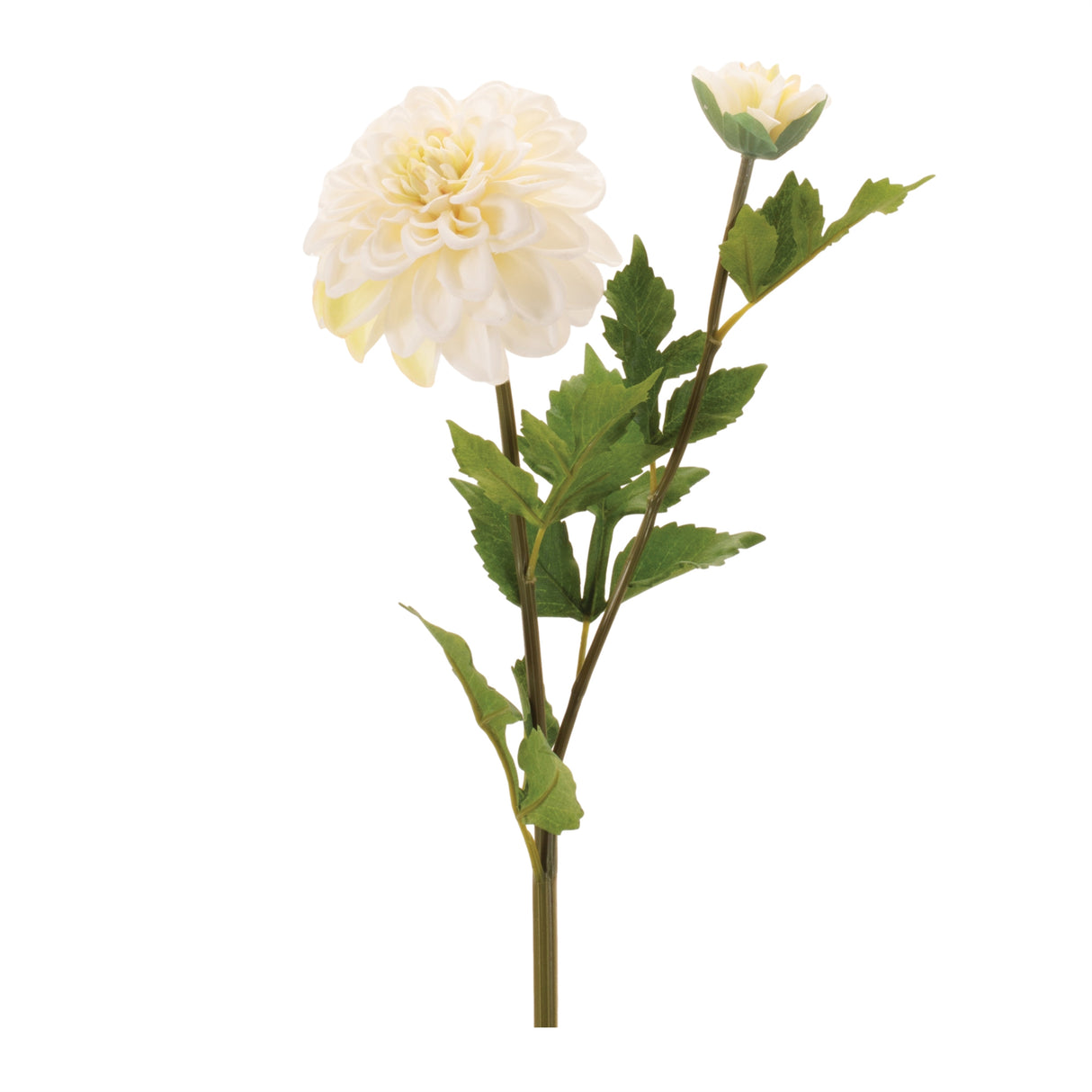 Dahlia flower stem (set of 6)