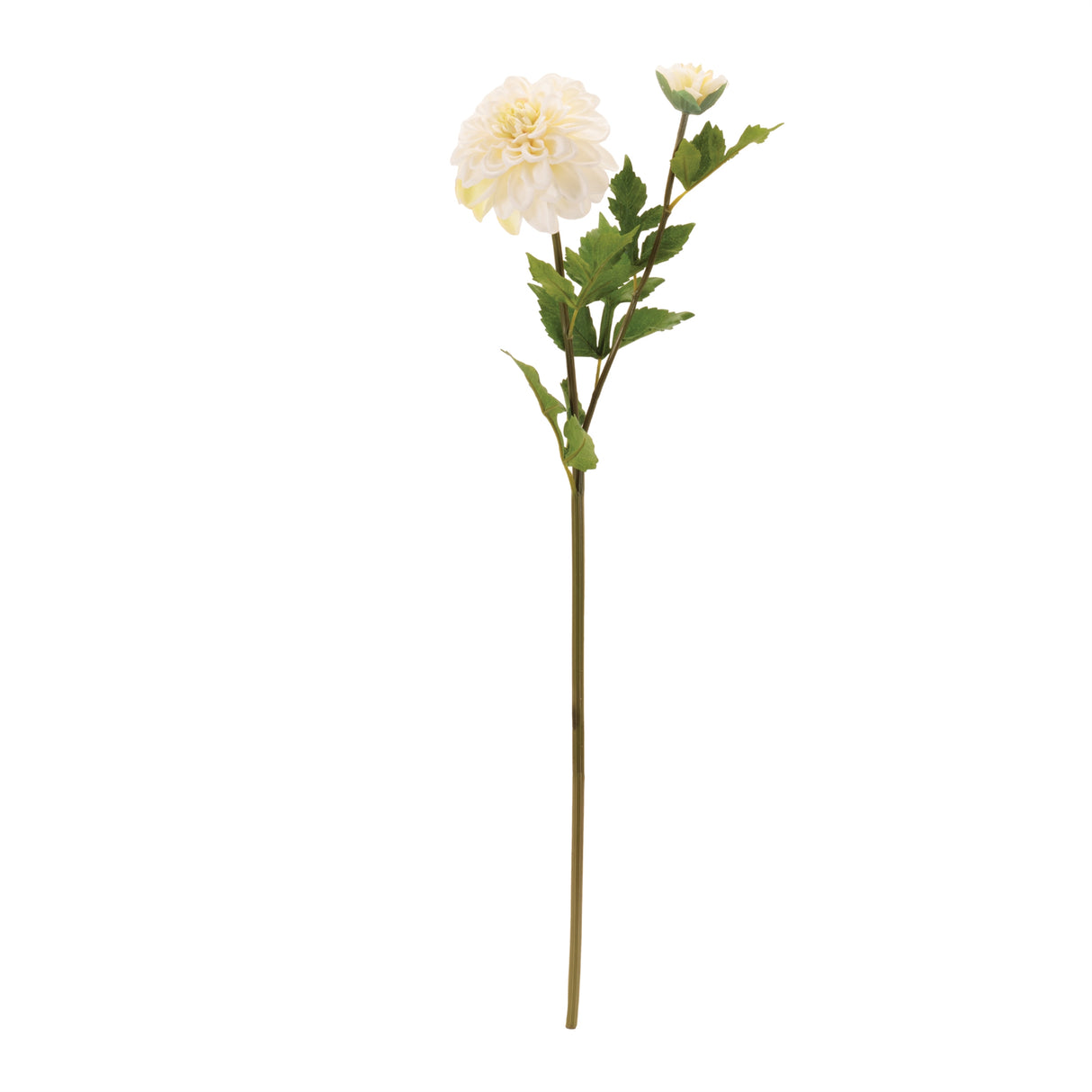Dahlia flower stem (set of 6)