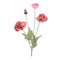 Poppy floral spray (set of 6)