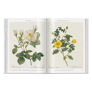 Redouté. Roses (German, French, English)