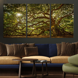 Ancient Angel Oak Tree Art Sunburst Canvas Print-