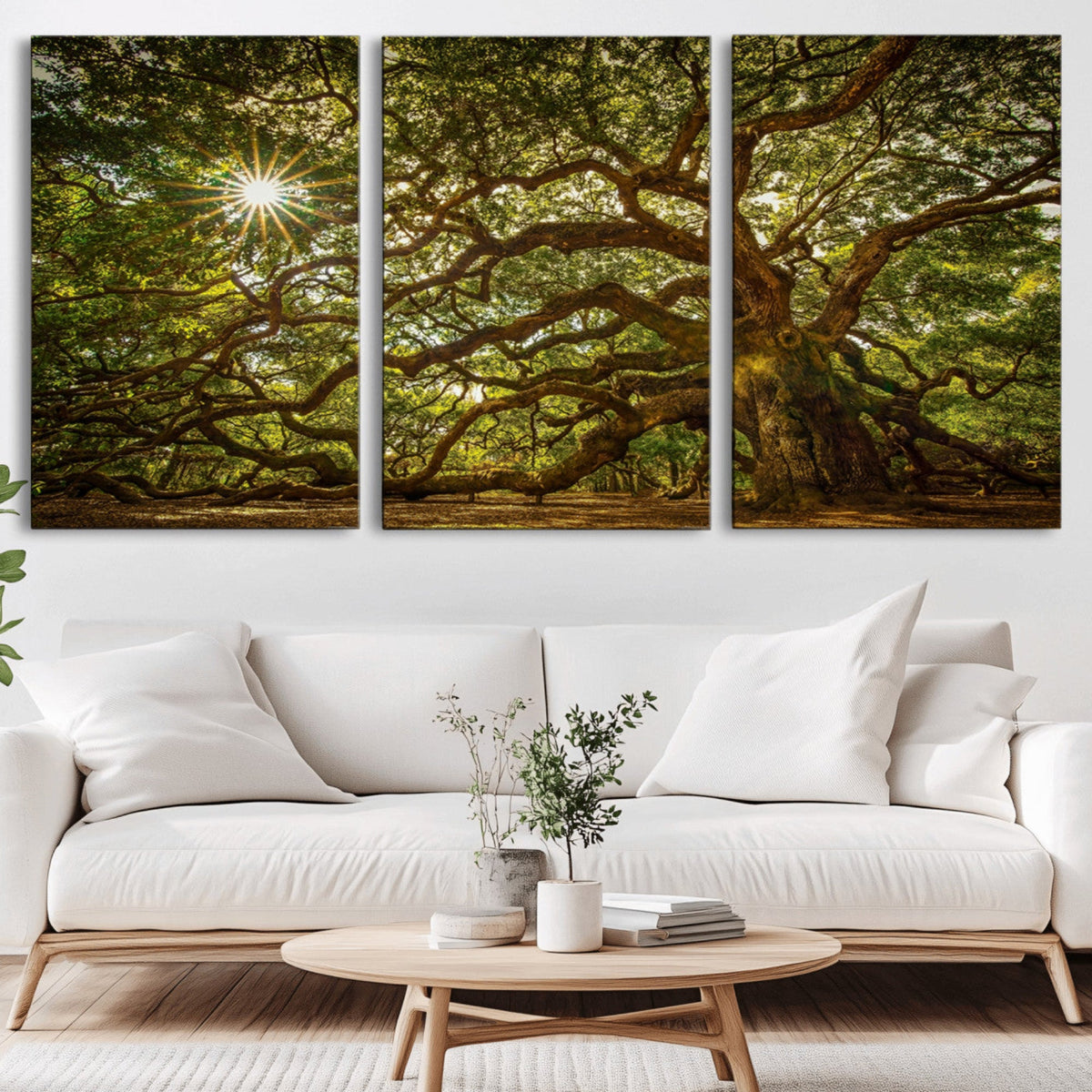 Ancient Angel Oak Tree Art Sunburst Canvas Print-