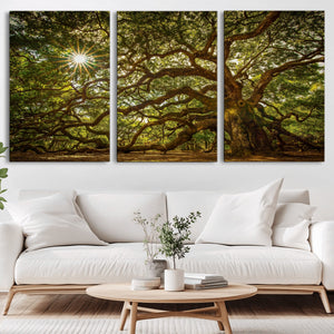 Ancient Angel Oak Tree Art Sunburst Canvas Print-