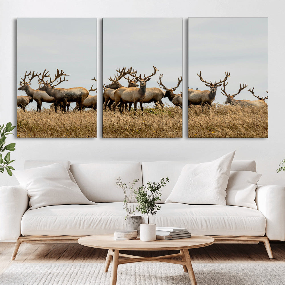 Elk Herd Wall Art Canvas Print – Framed Wildlife Photography