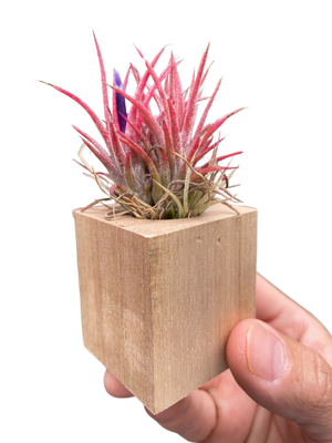 Tillandsia Air Plant Ionantha in Magnetic Wood Planter