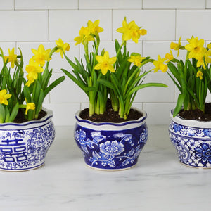 Blue-and-white-terrace-garden-planter-3-pc-set-Pots-&-Planters