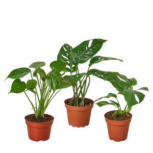 Monstera Bundle