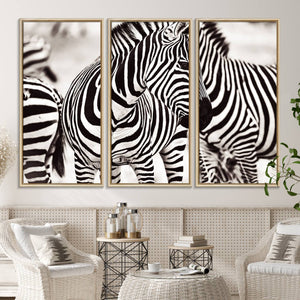 Brilliant Zebra Photography Art Canvas Print Black and White
