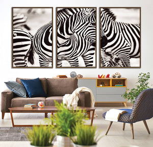 Brilliant Zebra Photography Art Canvas Print Black and White