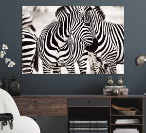 Brilliant Zebra Photography Art Canvas Print Black and White