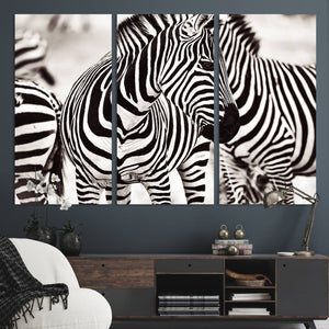 Brilliant Zebra Photography Art Canvas Print Black and White