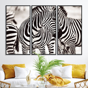 Brilliant Zebra Photography Art Canvas Print Black and White