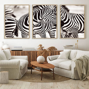 Brilliant Zebra Photography Art Canvas Print Black and White