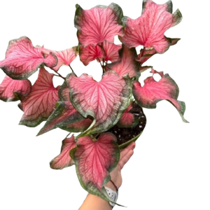 Caladium Red Flash | Bold Red & Green Tropical Foliage Plant | House Plant Shop