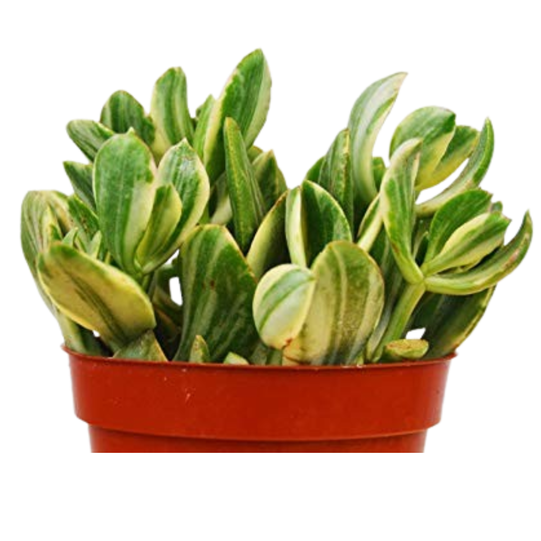 Crassula Ovata 'Variegated Jade' Succulent - 4" Pot