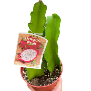 Dragon Fruit
