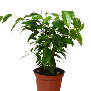 Ficus 'Benjamina' - 6" Pot