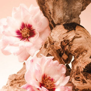 Saltair Nourishing Body Oil for Dewy and Glowing Skin Santal Bloom 4 fl oz - Missing Lid
