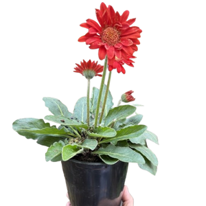 Gerbera Sweet Love Red